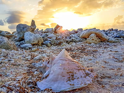 white conch shell on ground thumbnail