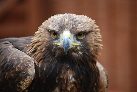 photography of brown and black Eagle bird during daytime thumbnail