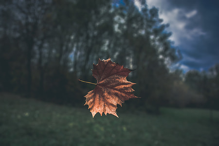 selective focus photography of brown maple leaf thumbnail