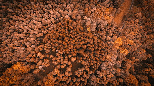 arial view of forest during daytime thumbnail