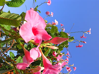 pink flowers during daytime thumbnail