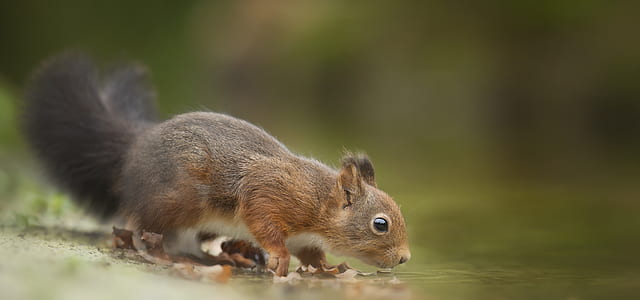 Close-Up Photography of Squirrel Drinking thumbnail