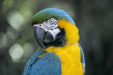yellow and blue parrot thumbnail