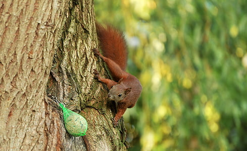 brown squirel on tree thumbnail
