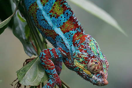 blue and red cameleon thumbnail