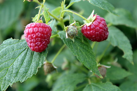 close-up of raspberries thumbnail