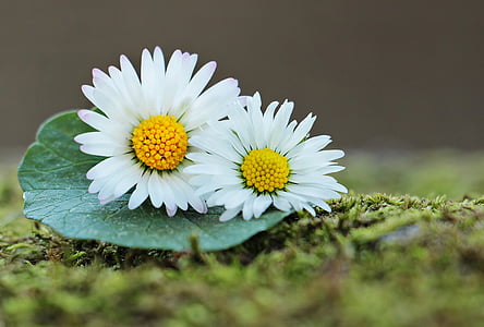 white petaled flowers thumbnail