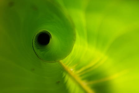 green leaf thumbnail