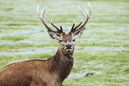 photo of tan deer thumbnail