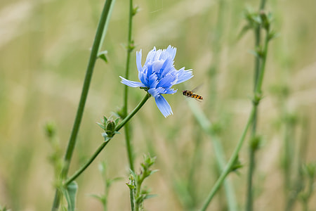 Common Chicory, Ordinary Chicory thumbnail