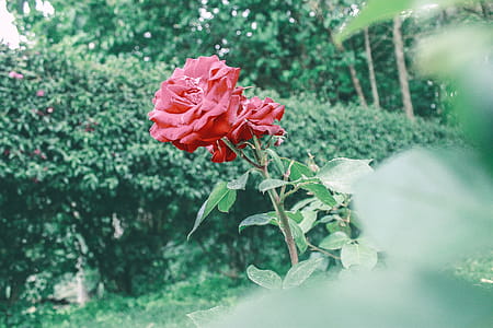 nature, red, flowers, garden thumbnail