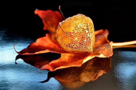 brown leaf thumbnail