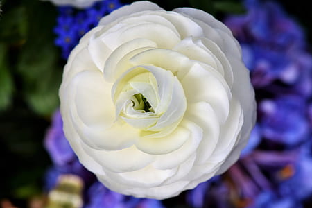 macro photography of white flowers thumbnail