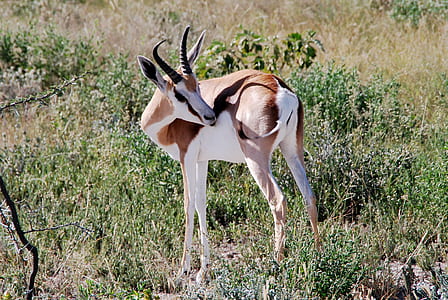 brown and white deer standing on grasses thumbnail