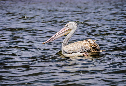 pelican on body of water during daytime thumbnail
