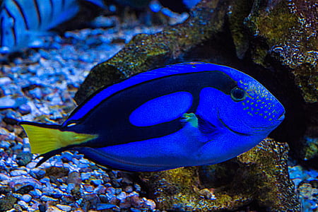 blue fish thumbnail