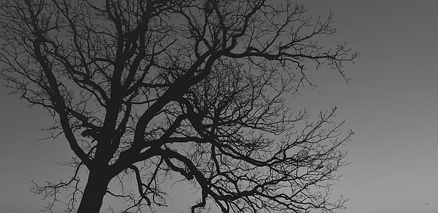 leafless tree silhouette during night time thumbnail
