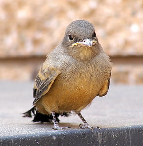 brown short-beak bird thumbnail