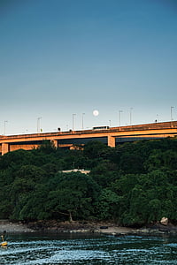 photo of green leafed trees under bridge thumbnail