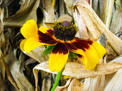 yellow and red tithonia flower in bloom thumbnail