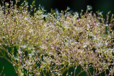 Shallow Focus Photography of Green Leafed Plant thumbnail