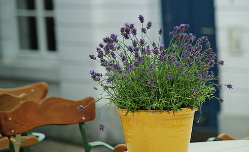 green leafed indoor plant with purple flowers thumbnail