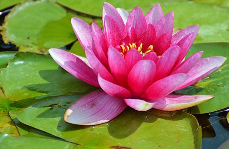 pink water lily thumbnail