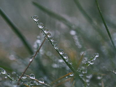 closeup photography of water due in plant thumbnail