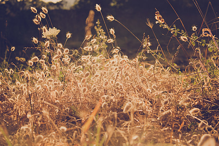 brown and green grass photography thumbnail