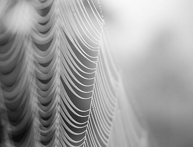 person taking photo of cobweb thumbnail