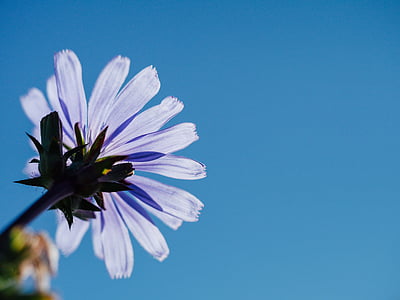 low angle photography of purple petaled flower in bloom thumbnail