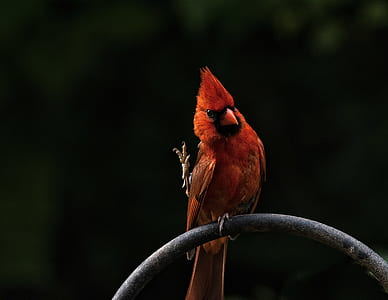 selective focus photography of Cardinal bird thumbnail