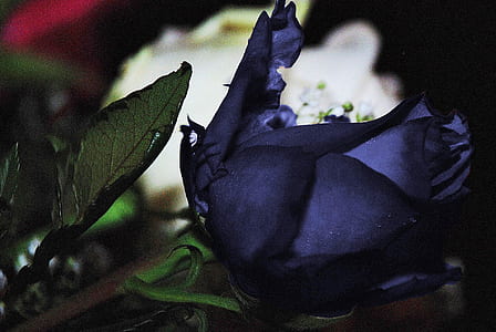 purple rose in close-up photography thumbnail