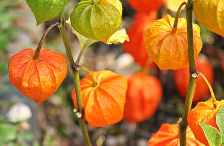 selective focus of orange and green leaf plant thumbnail