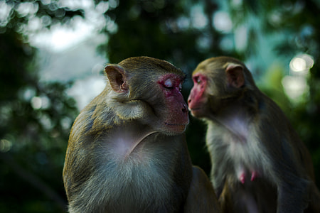 focus photography of monkey thumbnail