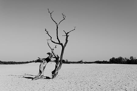 Grayscale Photography of Drift Wood thumbnail