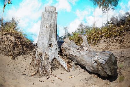 tree log on ground thumbnail
