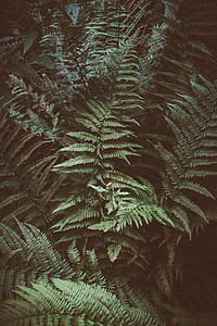 green fern plant thumbnail