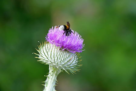 brown and white bee perching on purple petaled flower thumbnail