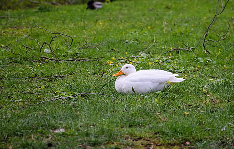 goose on grass field thumbnail