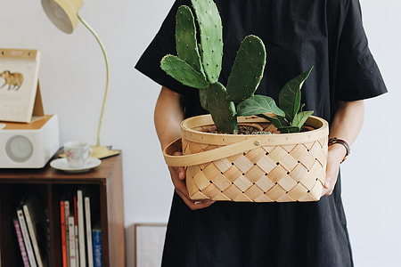 green socculent plant thumbnail