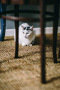 Black and white cat on a floor under a table thumbnail
