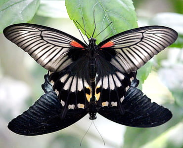 close-up photo of two black butterflies thumbnail