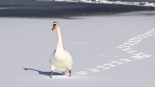white duck walking on snow path thumbnail