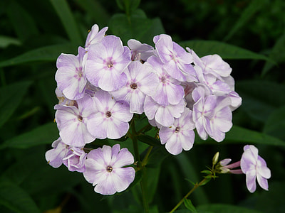 High Perennial Phlox, Phlox Paniculata thumbnail