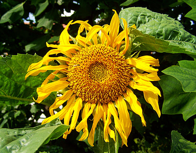 Sunflower Yellow, Sunflower Garden thumbnail