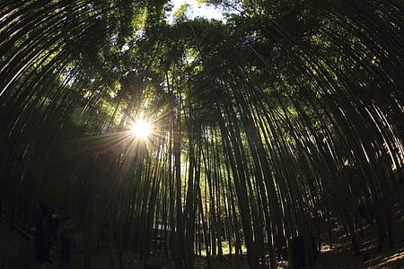 fish-eye low-angle view of trees thumbnail