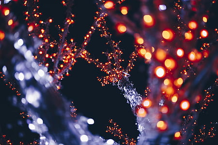 trees with string lights thumbnail