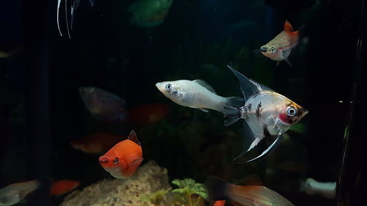 four assorted fishes inside aquarium thumbnail