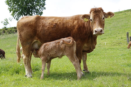 cattle feeding on brown cow in field thumbnail